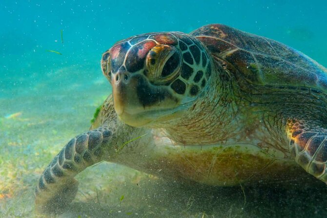 Trinco Tour a - Snorkeling & Island Hopping Tour - Expectations