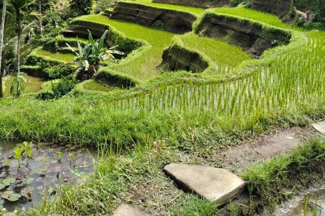 Ubud Explorer Private Day Tour - Inclusions