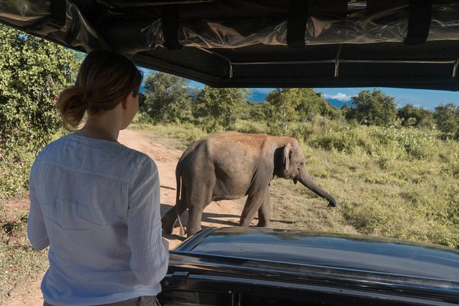 Udawalawe National Park Half Day Game Drive - Important Booking Information