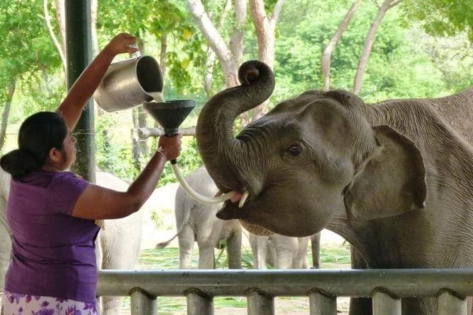 Udawalawe National Park Jeep Safari & Elephant Transit Home- One Day Trip - Elephant Transit Home Visit