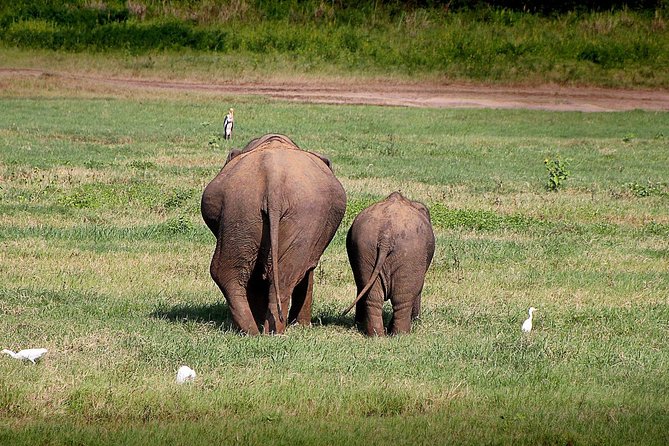 Udawalawe National Park Private Safari - Benefits of Private Safari