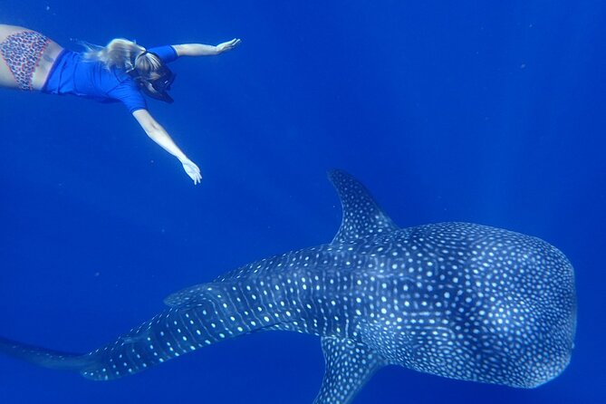 Ukulhas Tour D - Whale Shark Snorkeling & Coral Garden Tour - Meeting and Pickup Information
