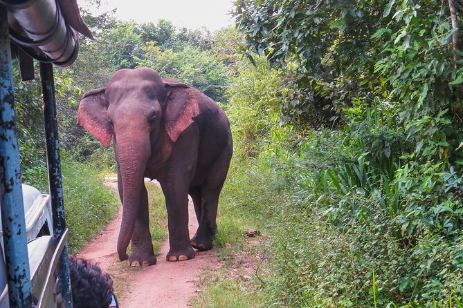 Wasgamuwa National Park Safari From Habarana - Safari Trip Summary