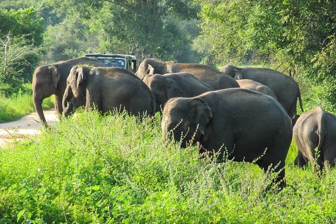 Wasgamuwa National Park Safari From Sigiriya - Booking Details and Price