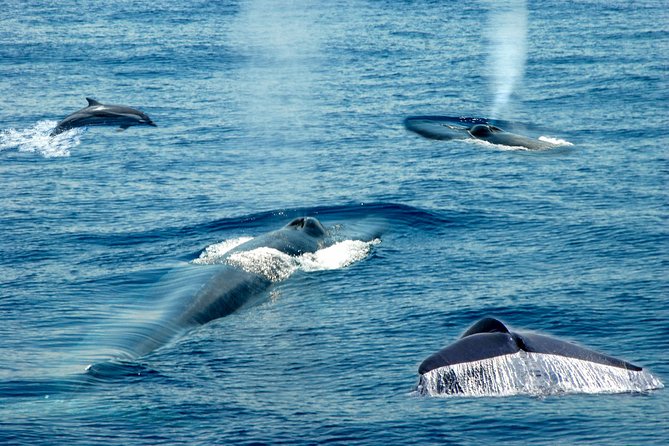 Whale Watching Boat Tour From Talpe - What to Expect