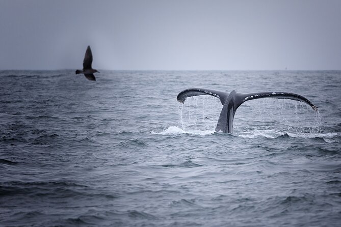 Whale Watching in Mirissa From Colombo - Exclusions