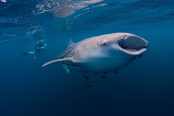 Whaleshark & Sumilon Is and Moalboal Marine Life Snorkeling Tour - Marine Life Encounter in Moalboal