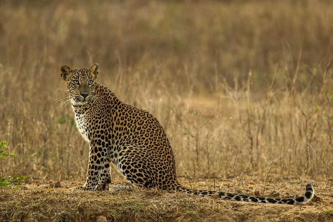Wild-Life Tour Of Sri Lanka - 10 Days - Safari Adventures