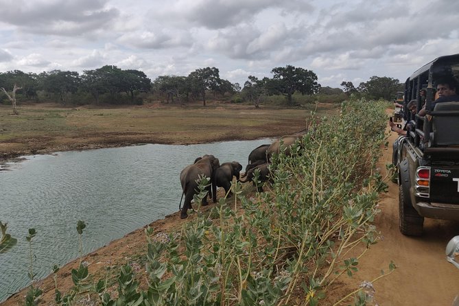 Yala National Park Safari From Ella - Wildlife Encounter