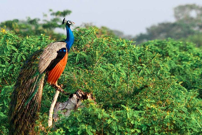 Yala National Park Safari From Udawalawe - Pickup and Drop Off Details
