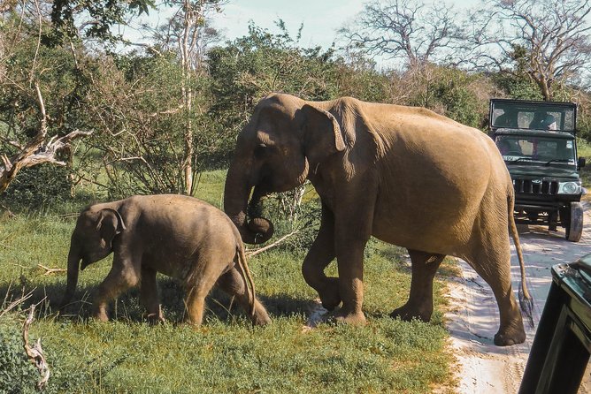 Yala National Park Safari From Unawatuna - Start Time and Additional Instructions