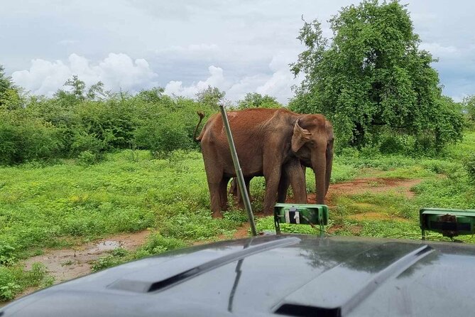 Yala Safari From Galle / Unawatuna / Waligama / Mirissa / Matara - Safari Inclusions and Details
