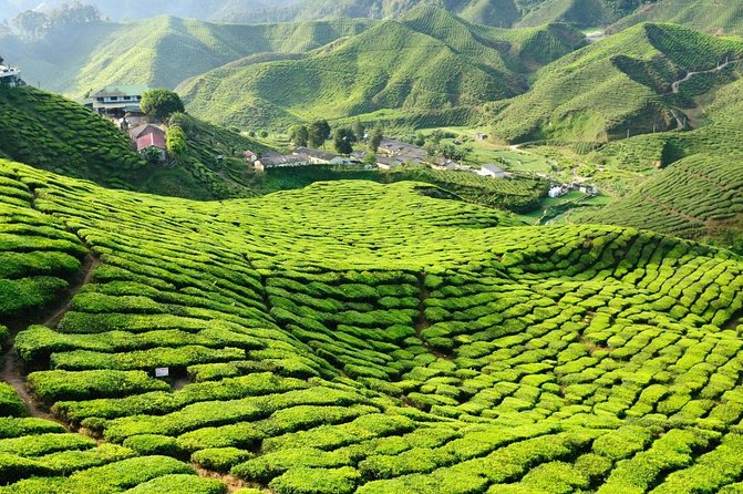 4-Day Cameron Highland and Penang Tour From Kuala Lumpur - Tour Overview