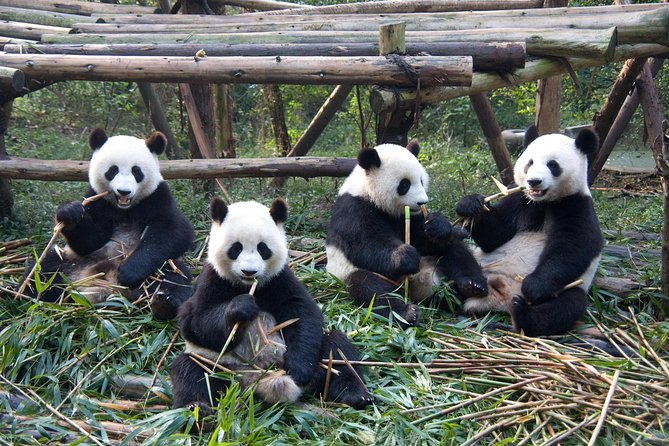 1 Day Giant Panda & Leshan Buddha Private Tour - Travel Insurance Coverage