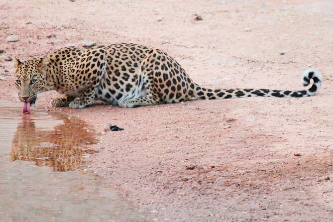 2 Days Jhalana Leopard & Ranthambore Tiger Safari From Jaipur With Hotel & Entry - Meeting and Pickup Points