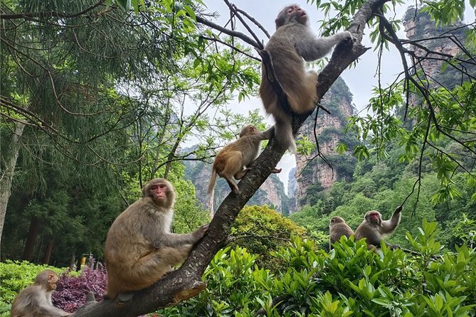 2 Days Private Zhangjiajie National Forest Park In-depth Tour (Avatar Mountain) - Transportation Guidelines