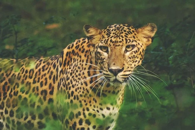 3 Days - All Inclusive Private Nature and Wildlife Tour in Belihuloya and Yala - The Sum Up