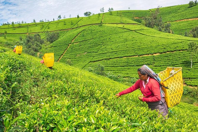 4 Days Tour to Kandy, Sigiriya & Nuwara Eliya - Travel Tips