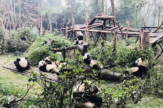 4-Hour Private Trip to Chengdu Giant Panda Research Center - Ticket Redemption Information