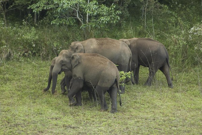 5 Days in Kerala From Kochi - Day 3: Thekkady Wildlife Sanctuary