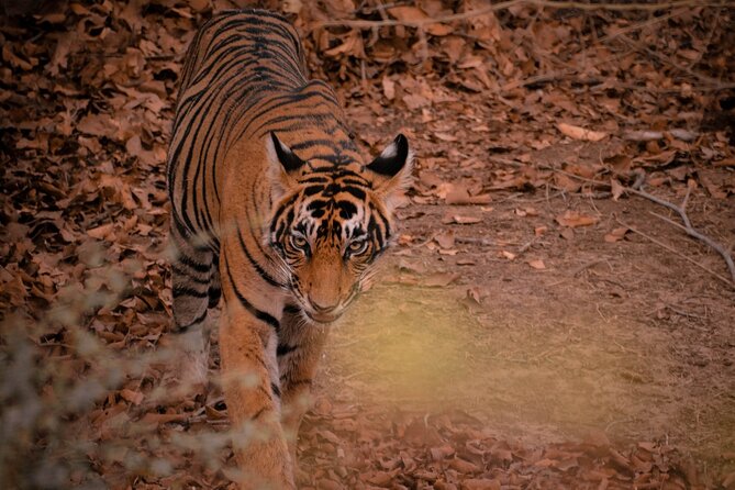 8-Day Private Transport for Golden Triangle Tour With Ranthambore - Day 5: Travel to Ranthambore