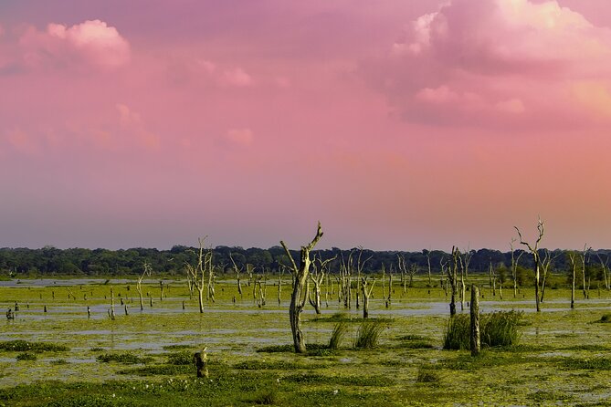 8 Days Private Vehicle With Driver Explore Srilanka By Your Own Plans - What to Expect