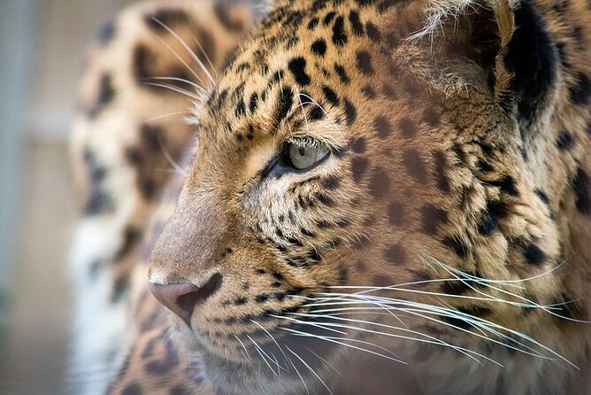 A Two Night Ranthambore National Park From Jaipur By Private Transfer - Exclusions