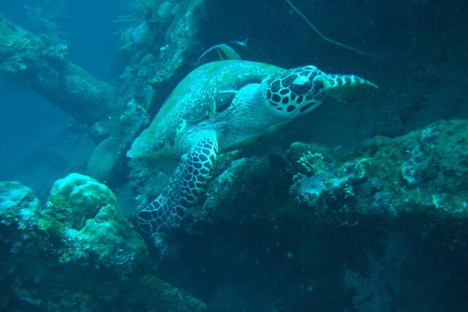 All Inclusive: Bali Snorkeling at Blue Lagoon and Tanjung Jepun - Additional Information