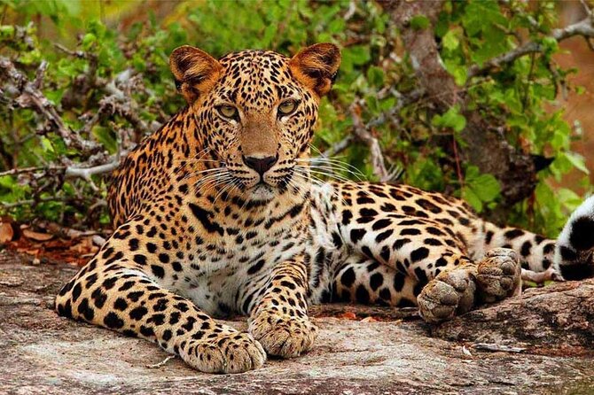 All Inclusive Yala National Park Full Day Safari - Booking Details