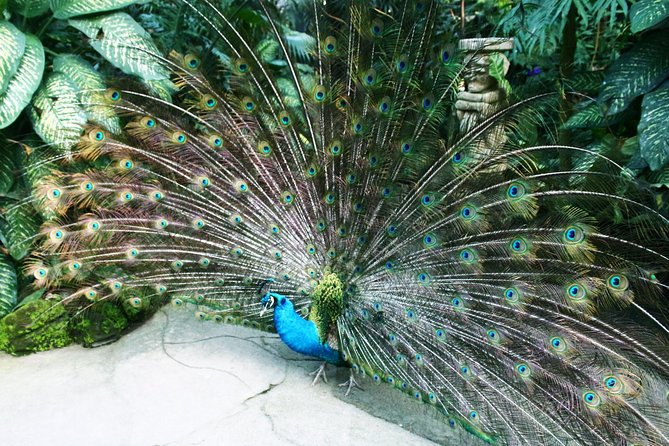 Bali Bird Park Entrance Tickets - Booking Details