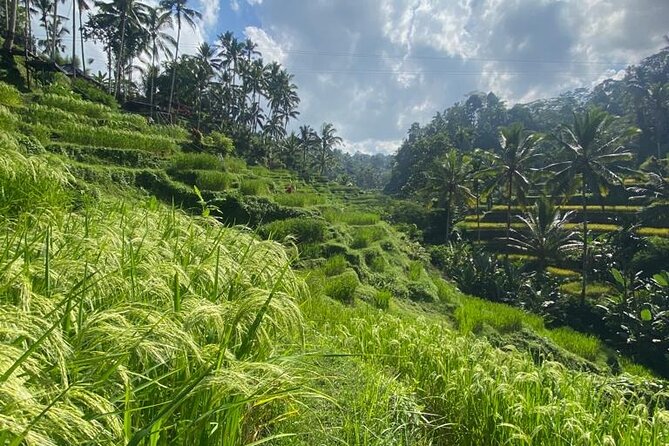 Barong and Volcano Tour - The Sum Up