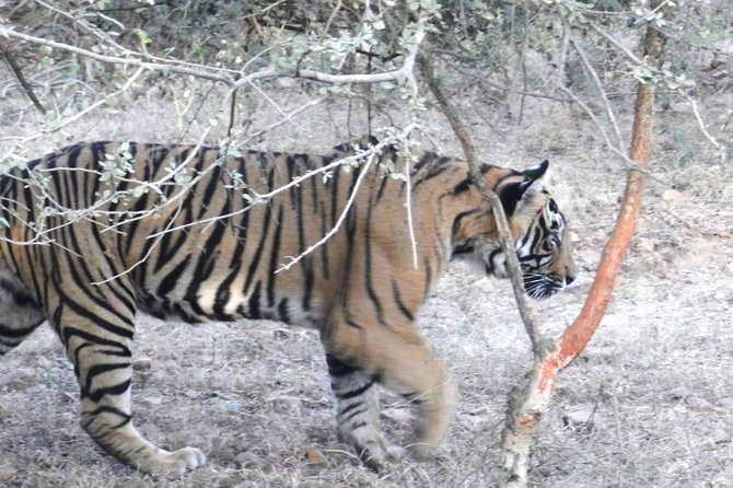 Best of Rajasthan With Ranthambore - Cultural Experiences