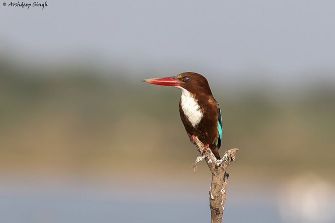 Birdwatching at Diyasaru Uyana From Mount Lavinia - Wildlife Photography Opportunities