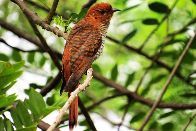 Birdwatching Boat Ride in Muthurajawela Marsh From Mount Lavinia - Pricing and Reservation Details