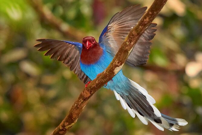 Birdwatching Forest Trek in Kitulgala From Mount Lavinia - Frequently Asked Questions