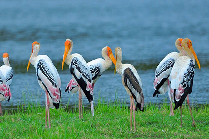 Birdwatching Safari at Kumana National Park - Frequently Asked Questions