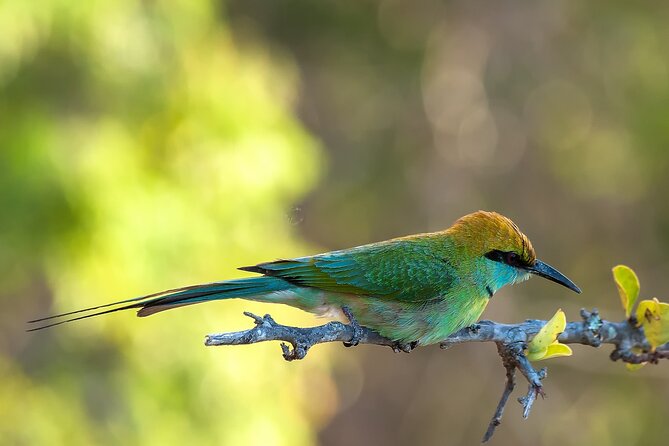 Birdwatching Safari in Udawalawe National Park From Mount Lavinia - Pickup Information