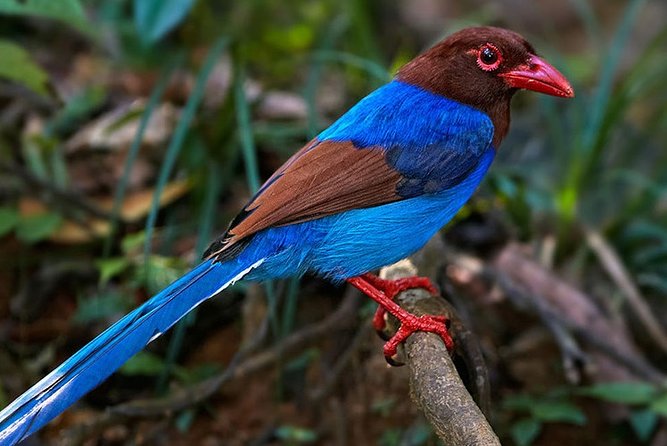 Birdwatching Trek in Anawilundawa Sanctuary From Colombo - Cancellation Policy