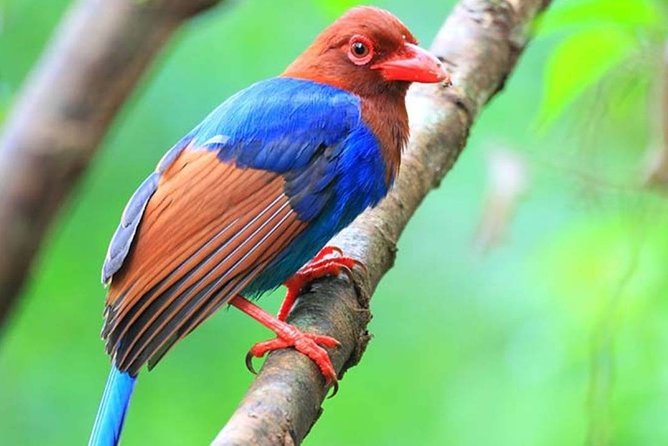 Birdwatching Walk in Sinharaja Rainforest From Mount Lavinia - Expert Safari Guide and Commentary