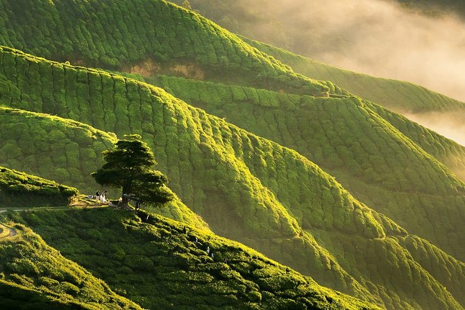 Cameron Highlands Fascinating Day Trip - Booking Information and Pricing