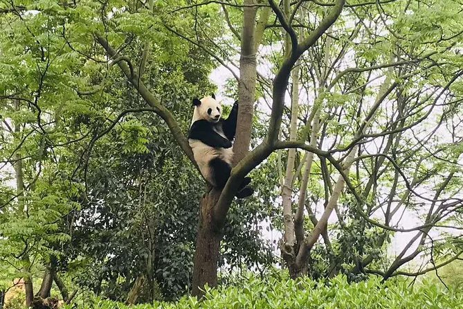 Chengdu Discovery: 4-Hour Giant Panda Base Tour - Inclusions