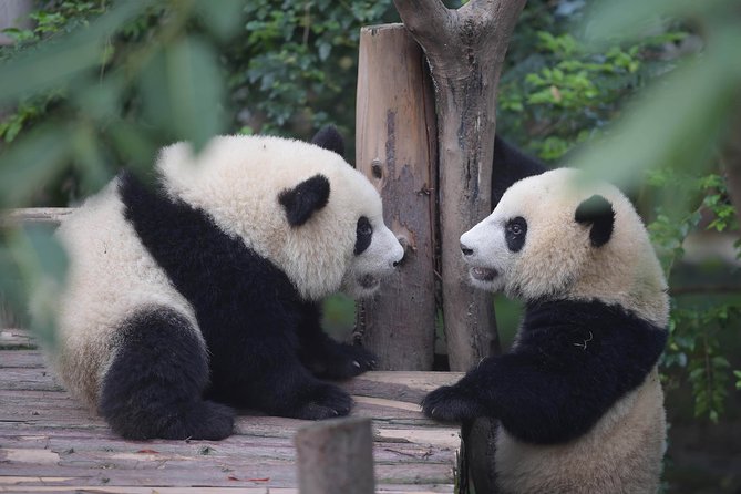 Chengdu Panda Base Day Trip From Beijing by Air Plus Martial Marquis Temple - Directions