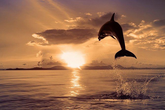 Dolphin Watching on Wildlife - Inclusions: Transport, Gear, Breakfast, Fees, Insurance