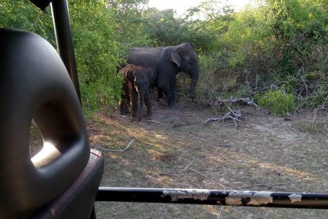Evening Private Safari at Bundala Park by La Safari Inn Tours - Meeting and Pickup
