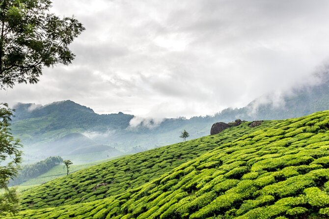 From Kochi: Day Tour to Munnar With Tea Garden and Waterfalls - Directions
