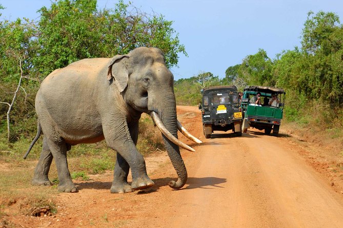 Full Day Bundala Safari With Picnic Lunch From Hambantota Harbour - Frequently Asked Questions