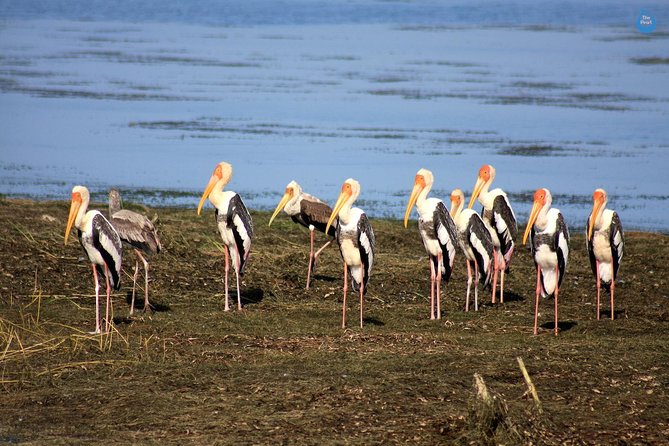 Full Day Game Drive at Bundala National Park With Picnic Lunch - Pricing and Reservation Details