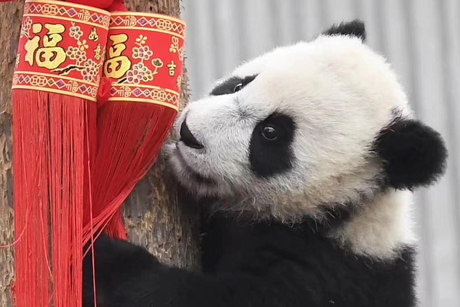Full Day Panda Volunteer Experience in Dujiangyan Panda Base - Cancellation and Payment Terms