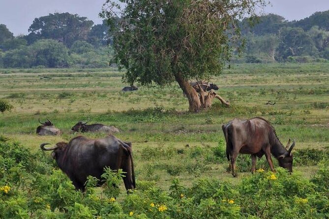Full Day Private Yala Safari Trip With Lunch - The Sum Up