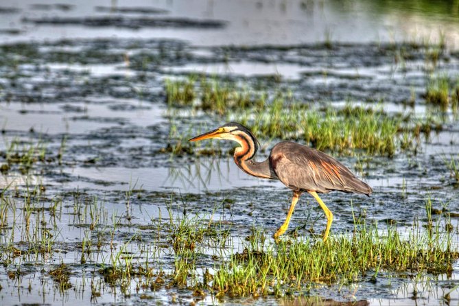 Full Day Safari at Bundala With Picnic Lunch From Hambantota Harbor - Frequently Asked Questions
